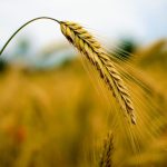 Apa Itu Komoditi (Commodity)?