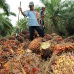 Kenapa Anak Peneroka FELDA Tidak Berminat Teruskan Perusahaan Ladang Kelapa Sawit?