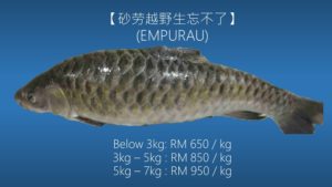 ikan empurau