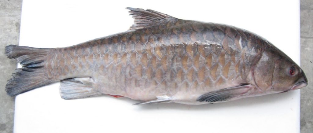 Ikan Empurau Ikan Termahal Di Malaysia Ilabur