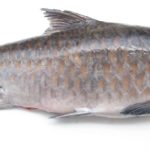 Ikan Empurau : Ikan Termahal Di Malaysia