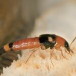 Semut Charlie : Punca Dan Kesan Bahaya