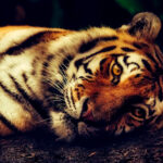 harimau malaya