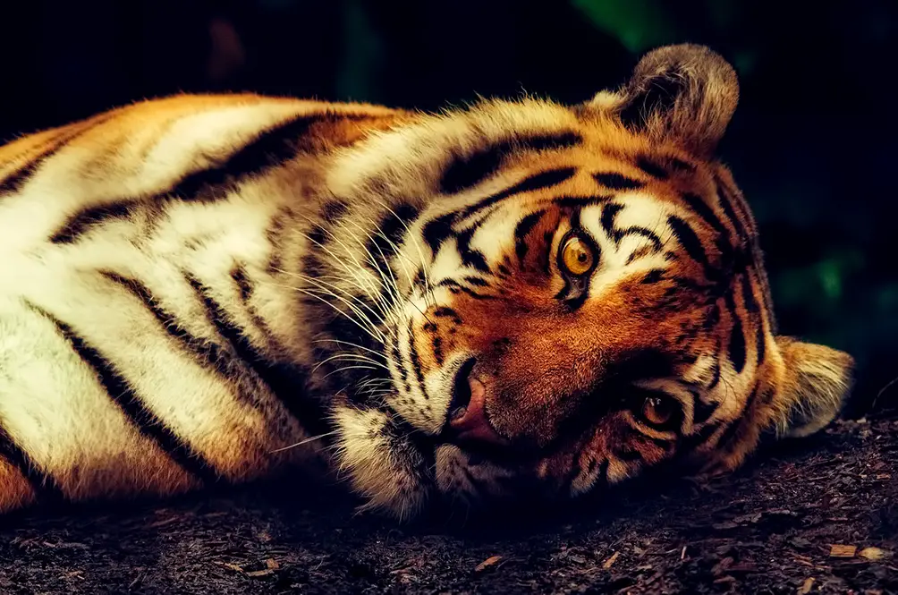 harimau malaya